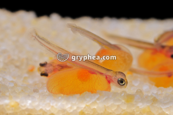 Truite - Alevins juste après l'éclosion - gryphea.com